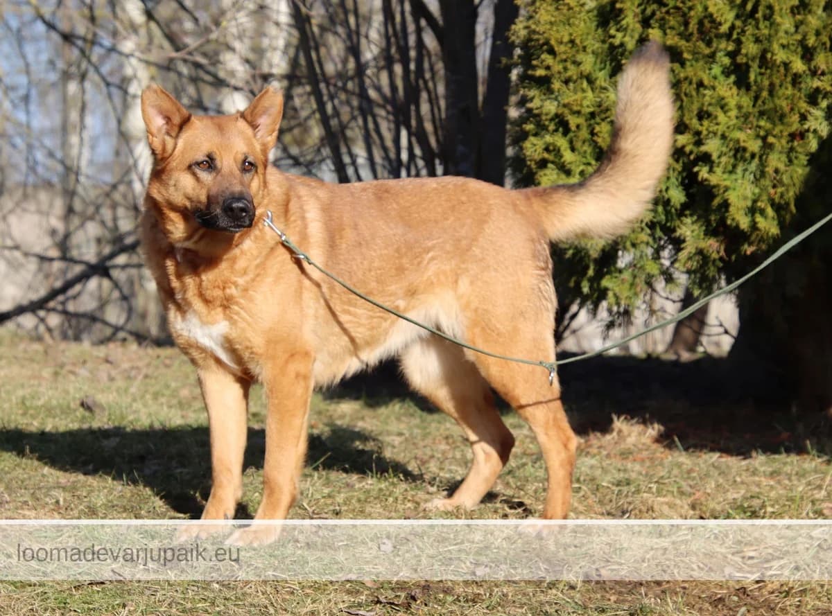 MAYA, female mixed breed for adoption at Tartu Varjupaik