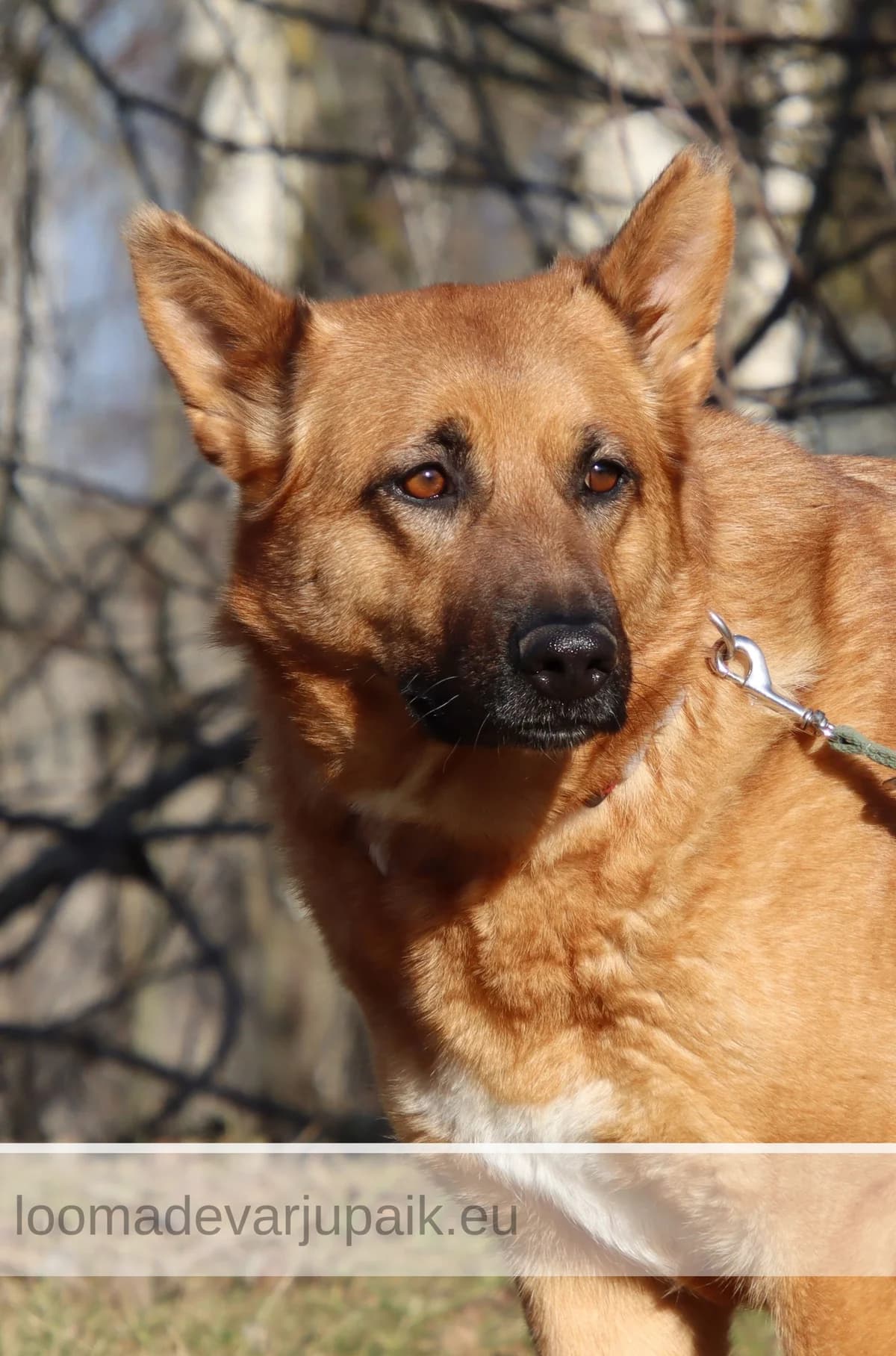 MAYA, female mixed breed for adoption at Tartu Koduta Loomade Varjupaik, Tartu Varjupaik photo 2