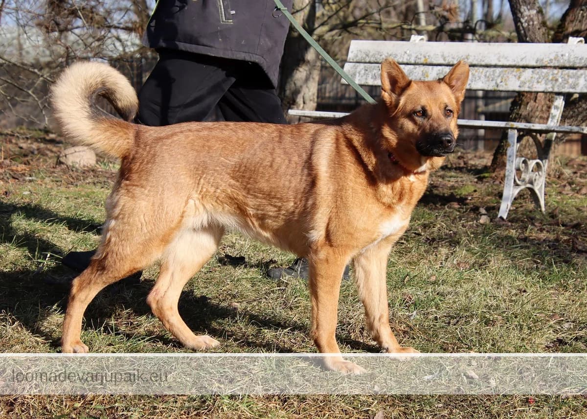 MAYA, female mixed breed for adoption at Tartu Koduta Loomade Varjupaik, Tartu Varjupaik photo 3