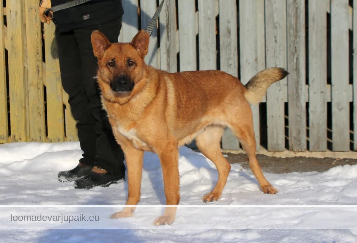 MAYA, female mixed breed for adoption at Tartu Koduta Loomade Varjupaik, Tartu Varjupaik photo 4