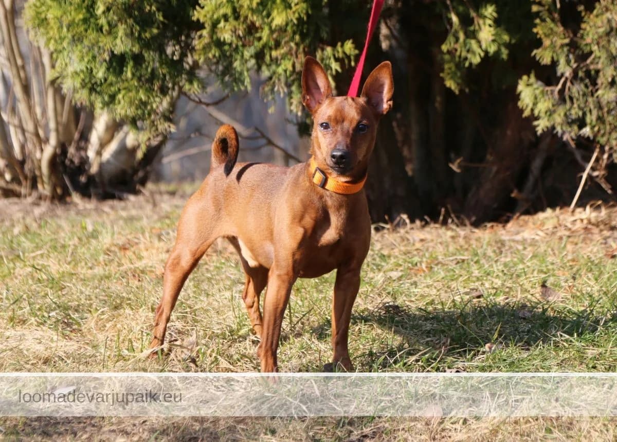 TESLA, male mixed breed for adoption at Tartu Koduta Loomade Varjupaik, Tartu Varjupaik photo 2