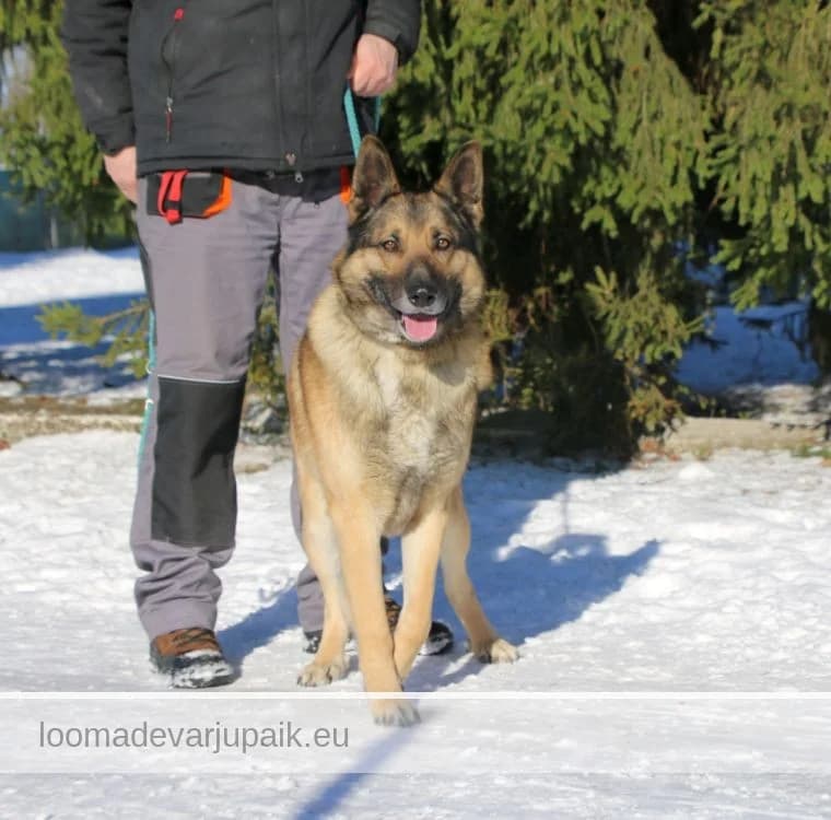 SEMU, male mixed breed for adoption at Tartu Koduta Loomade Varjupaik, Tartu Varjupaik photo 2