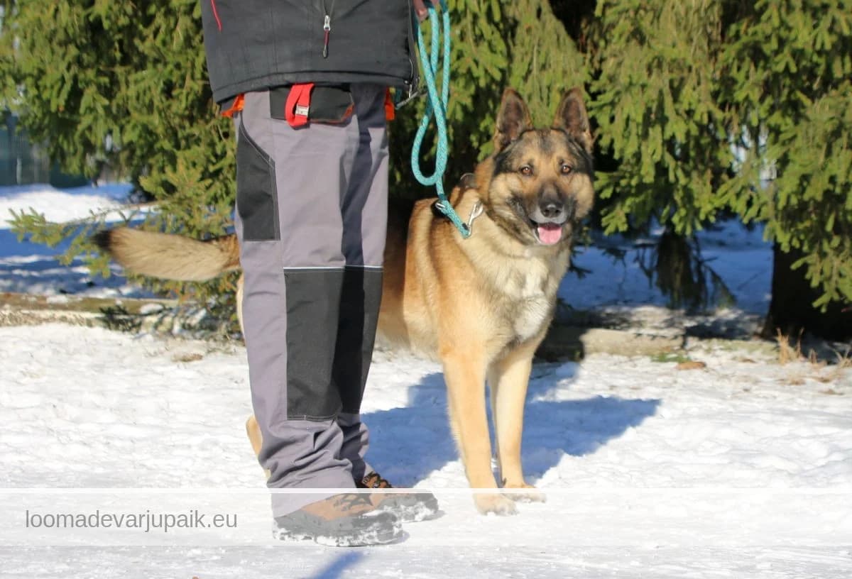 SEMU, male mixed breed for adoption at Tartu Koduta Loomade Varjupaik, Tartu Varjupaik photo 3