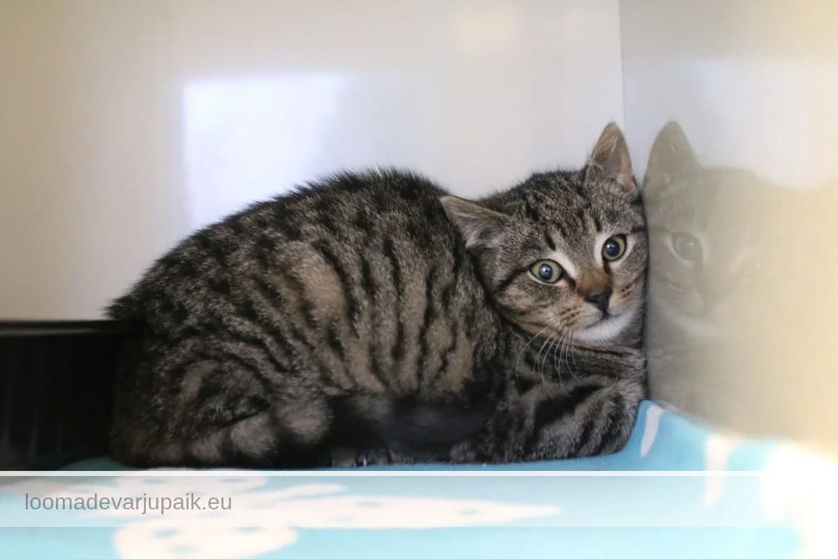 AXEL, male mixed breed for adoption at Tartu Varjupaik