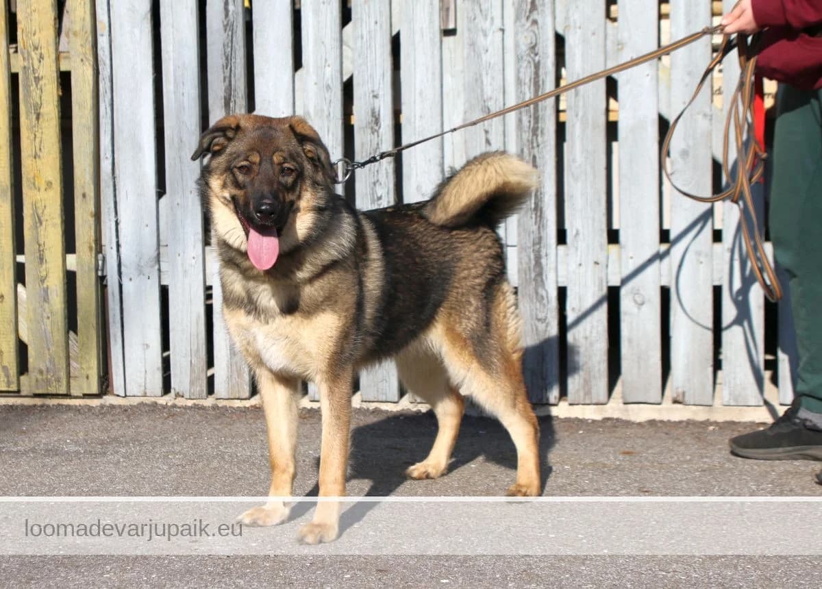 BRELLA, female mixed breed for adoption at Tartu Varjupaik