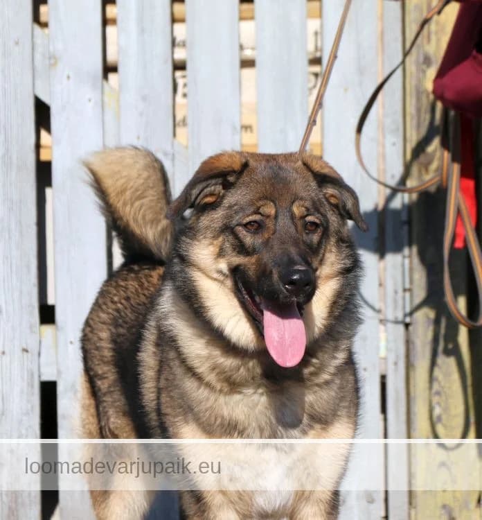 BRELLA, female mixed breed for adoption at Tartu Koduta Loomade Varjupaik, Tartu Varjupaik photo 2
