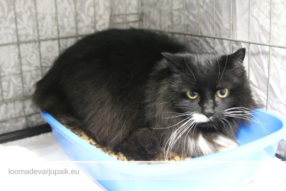 RAILI, female mixed breed for adoption at Tartu Varjupaik