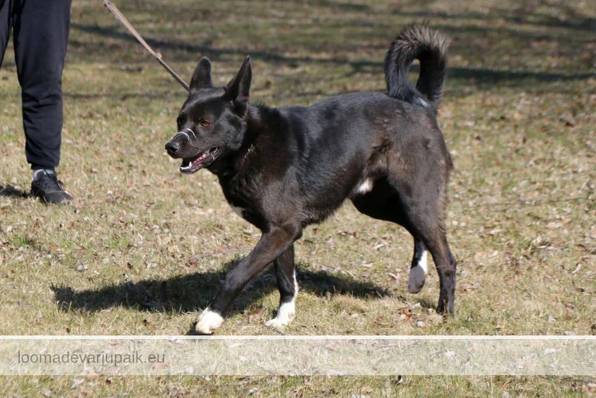 LORDI, male mixed breed for adoption at Tartu Koduta Loomade Varjupaik, Tartu Varjupaik photo 2