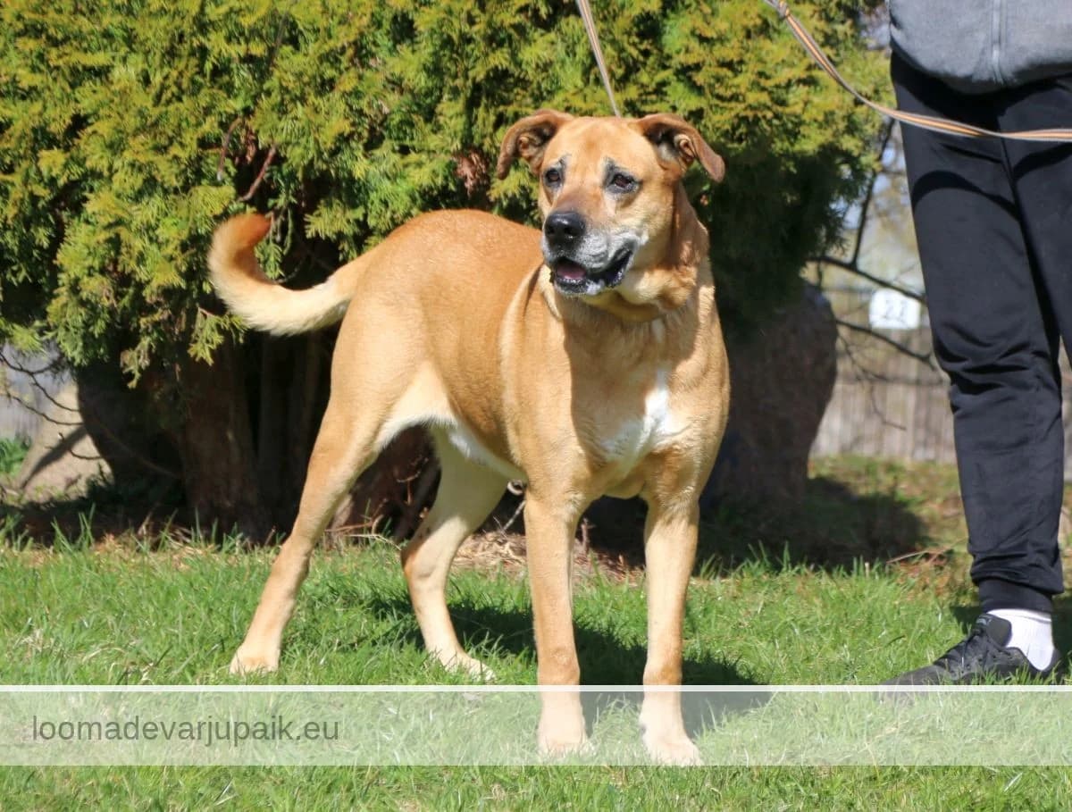 KUDI, Lühikarvaline punane valgega male senior mixed breed for adoption at Tartu Koduta Loomade Varjupaik, Tartu Varjupaik