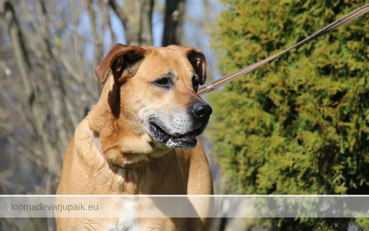KUDI, male mixed breed for adoption at Tartu Koduta Loomade Varjupaik, Tartu Varjupaik photo 2