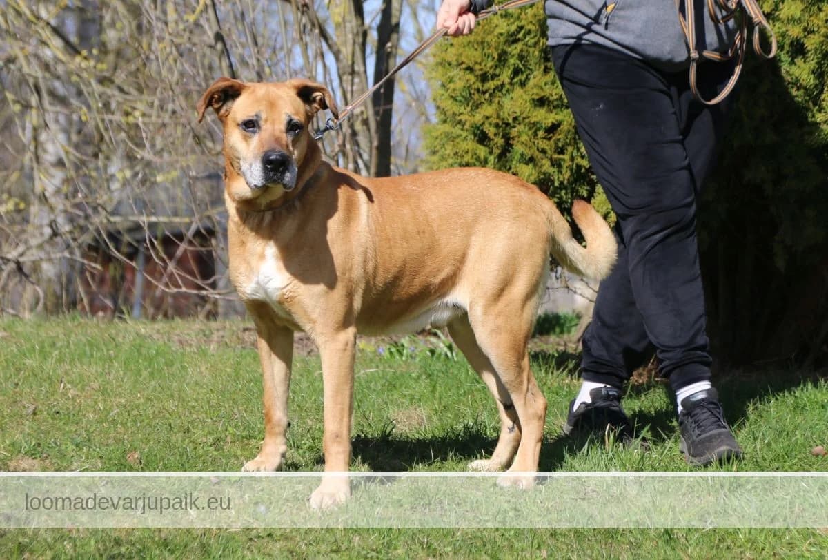 KUDI, male mixed breed for adoption at Tartu Koduta Loomade Varjupaik, Tartu Varjupaik photo 3