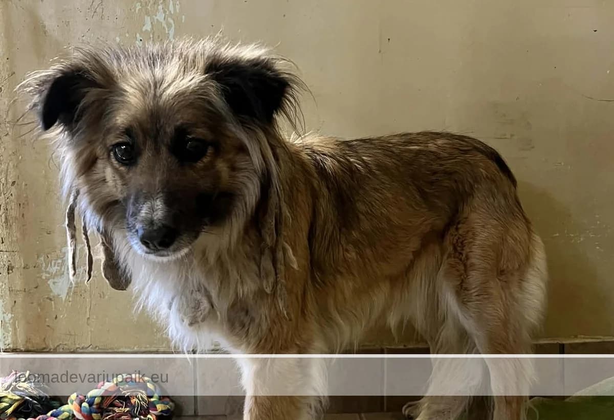 ULLA, female mixed breed for adoption at Tartu Varjupaik