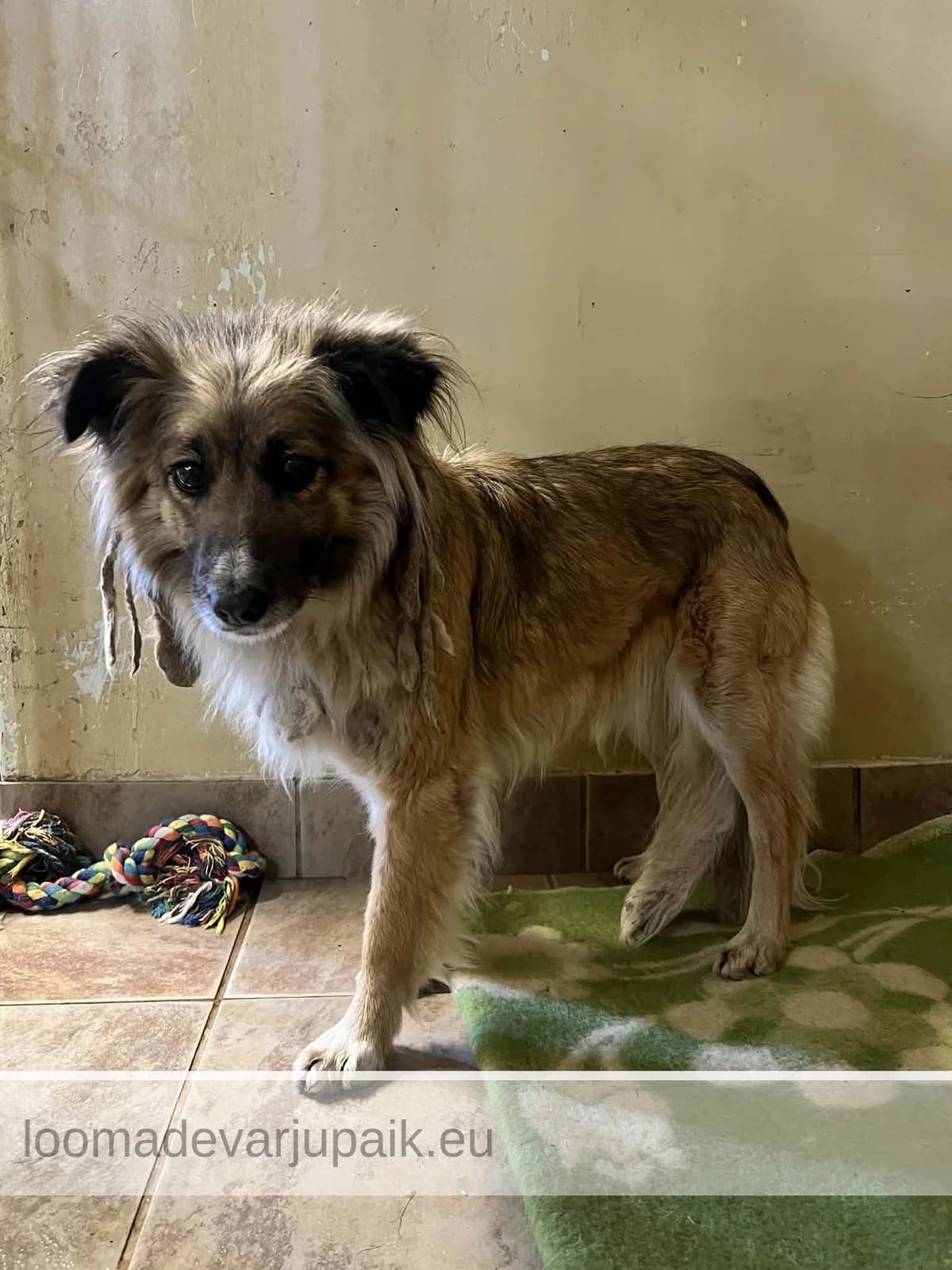ULLA, female mixed breed for adoption at Tartu Koduta Loomade Varjupaik, Tartu Varjupaik photo 2