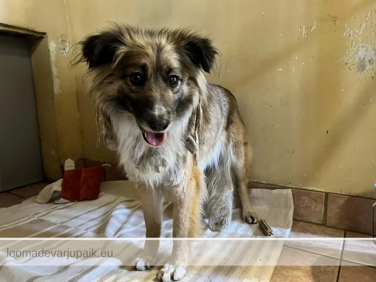 ULLA, female mixed breed for adoption at Tartu Koduta Loomade Varjupaik, Tartu Varjupaik photo 3