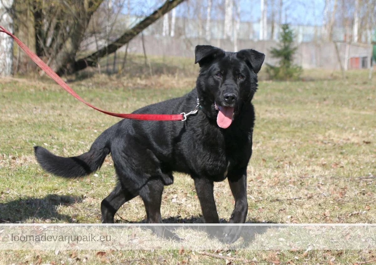 MUFI, male mixed breed for adoption at Tartu Koduta Loomade Varjupaik, Tartu Varjupaik photo 2