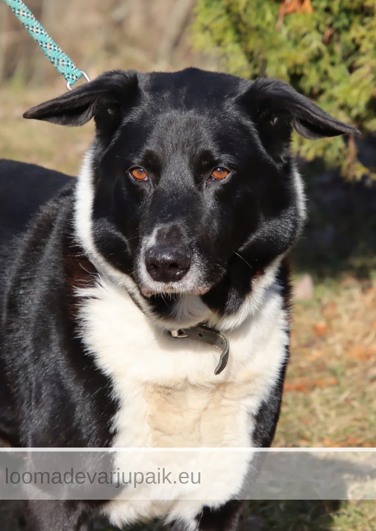 REDI AFS, male mixed breed for adoption at Tartu Koduta Loomade Varjupaik, Tartu Varjupaik photo 2