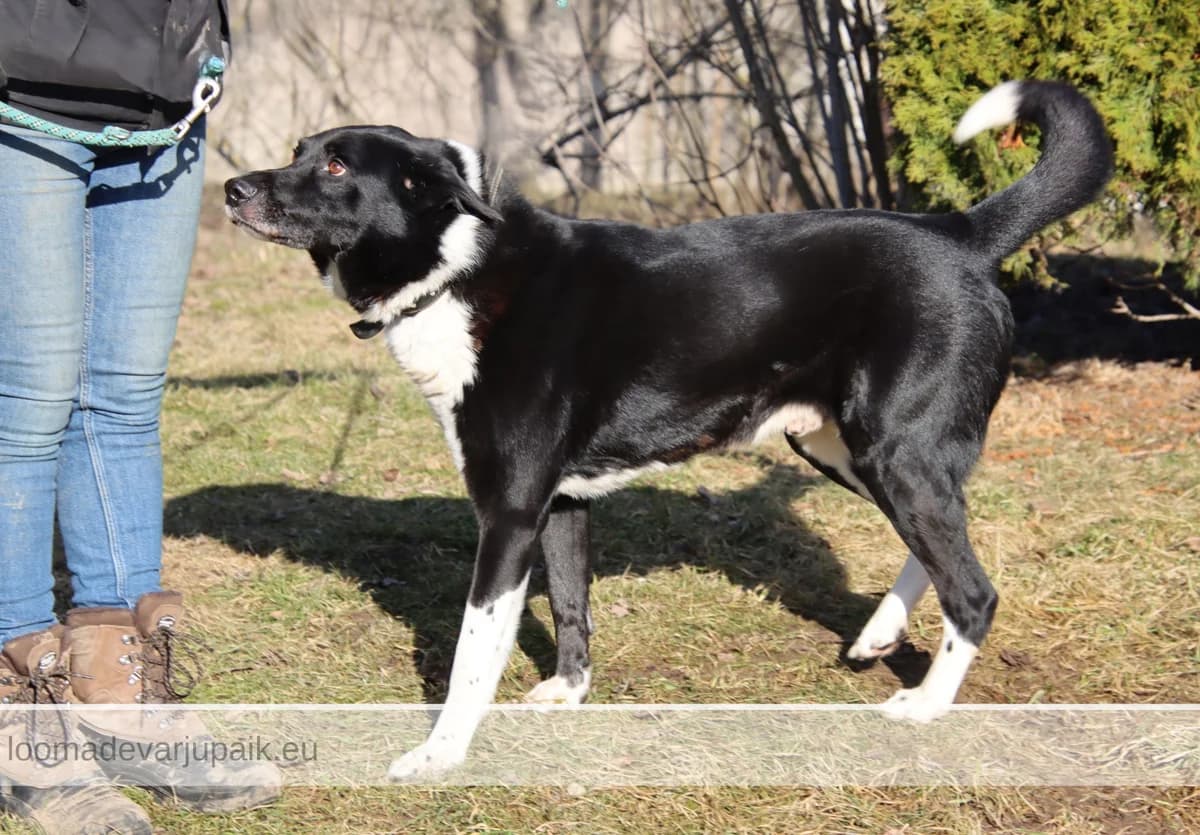 REDI AFS, male mixed breed for adoption at Tartu Koduta Loomade Varjupaik, Tartu Varjupaik photo 3