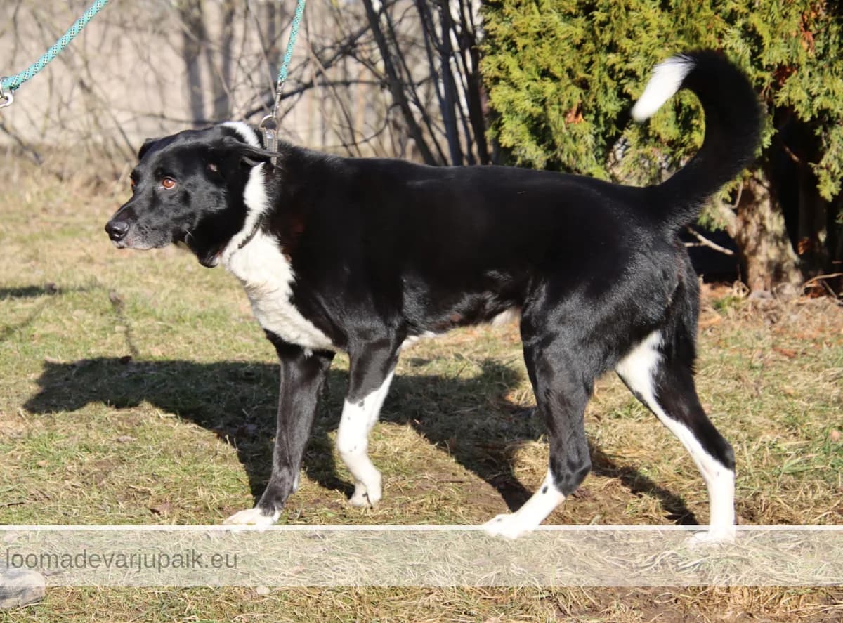 REDI AFS, male mixed breed for adoption at Tartu Koduta Loomade Varjupaik, Tartu Varjupaik photo 4