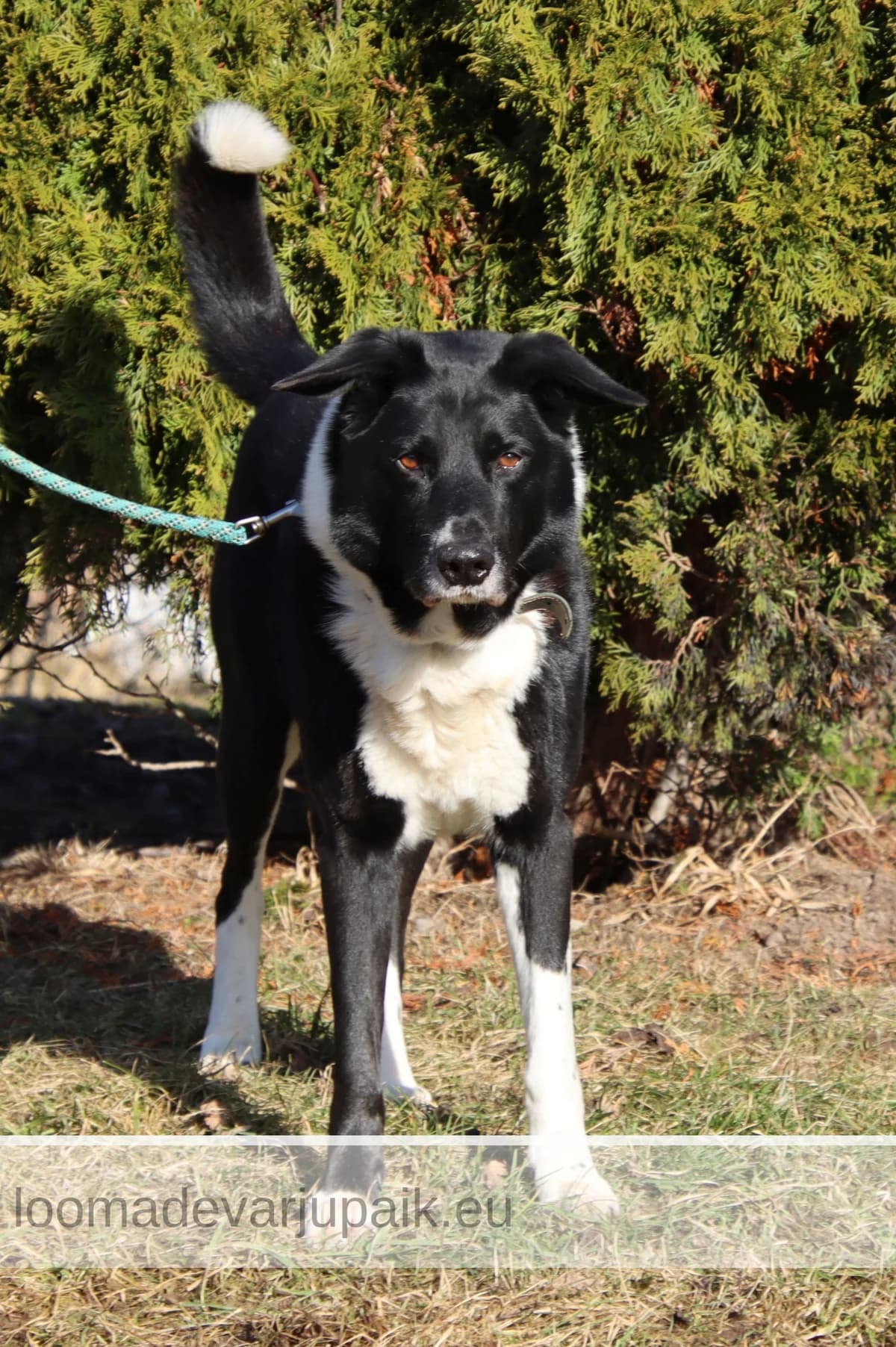 REDI AFS, male mixed breed for adoption at Tartu Koduta Loomade Varjupaik, Tartu Varjupaik photo 5