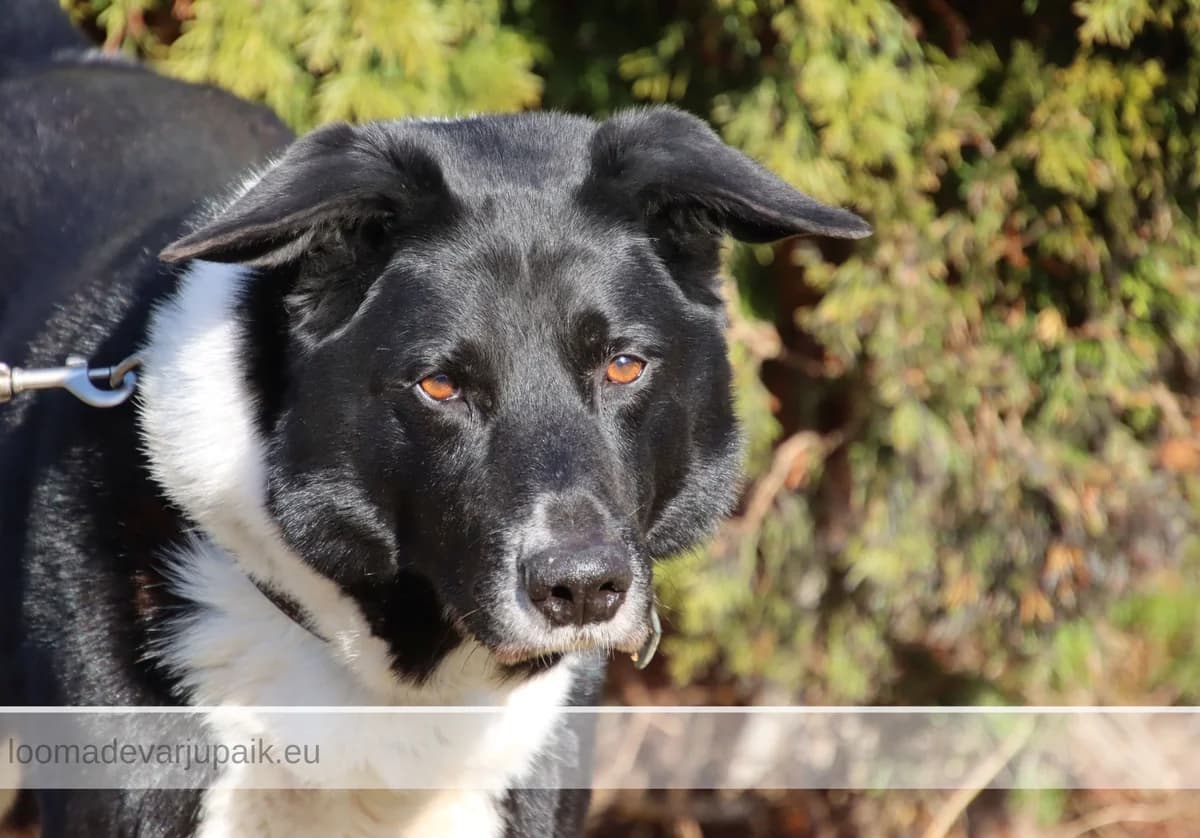 REDI AFS, male mixed breed for adoption at Tartu Koduta Loomade Varjupaik, Tartu Varjupaik photo 6
