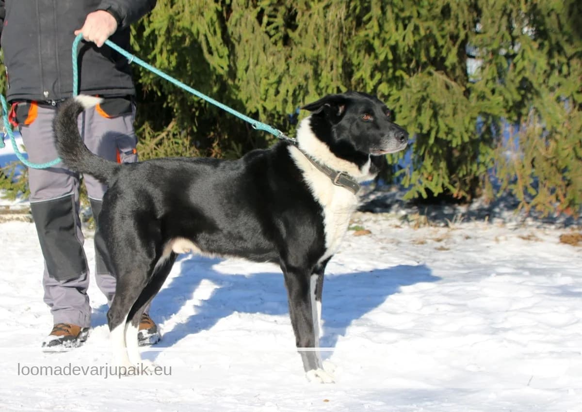 REDI AFS, male mixed breed for adoption at Tartu Koduta Loomade Varjupaik, Tartu Varjupaik photo 7