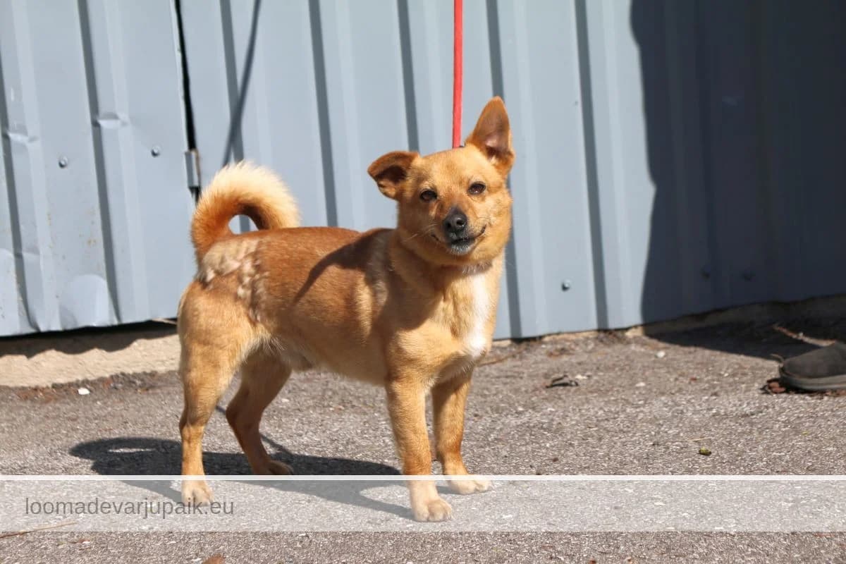 ORKAAN, female mixed breed for adoption at Tartu Varjupaik