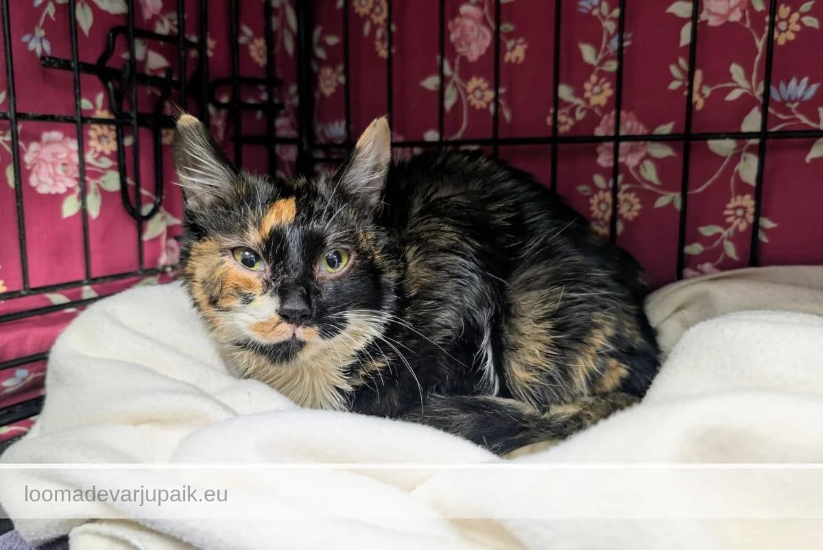 BUENO, female mixed breed for adoption at Tartu Varjupaik