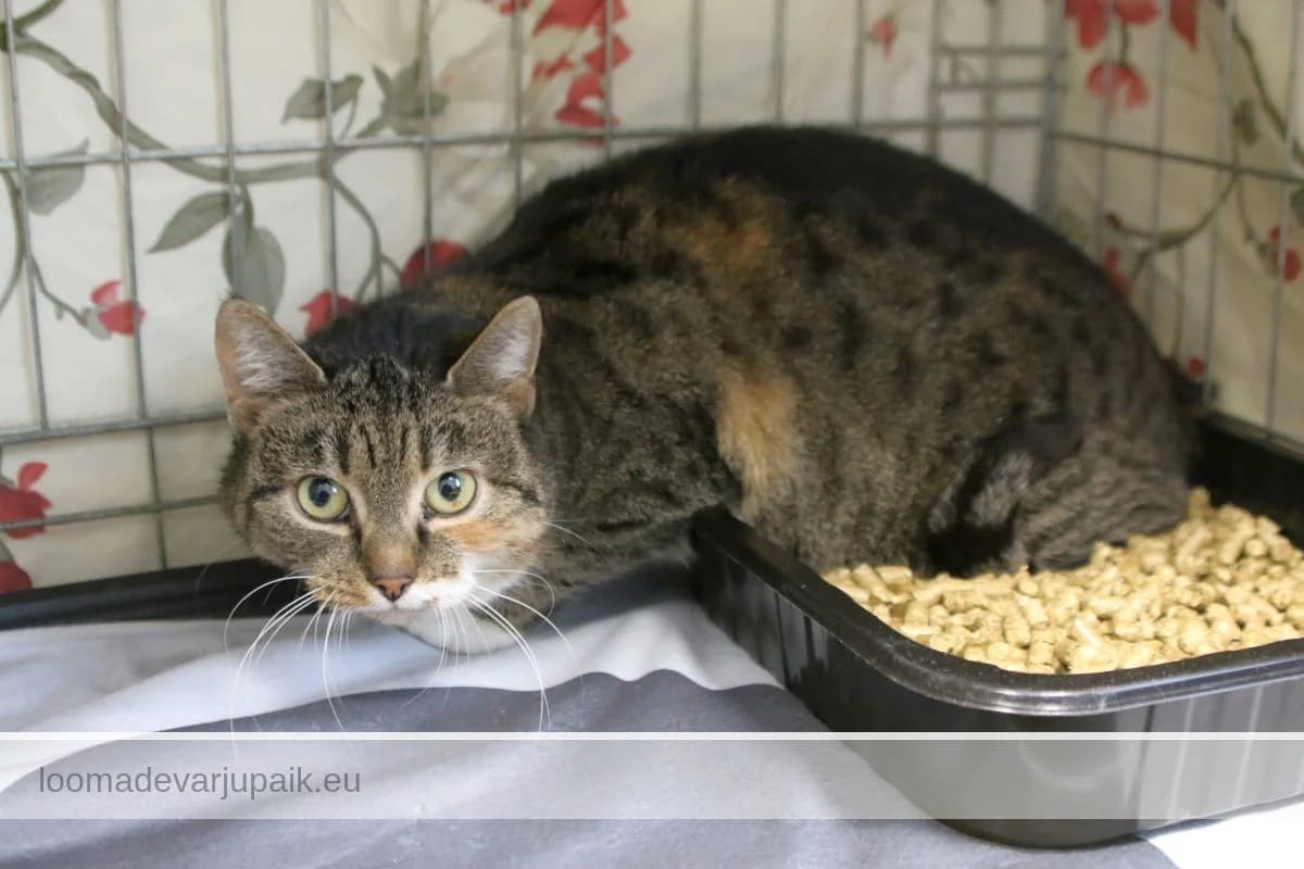 KARMEN, female mixed breed for adoption at Tartu Varjupaik