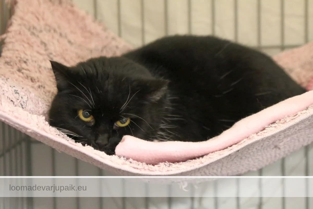 KARDA-LI, female mixed breed for adoption at Tartu Varjupaik