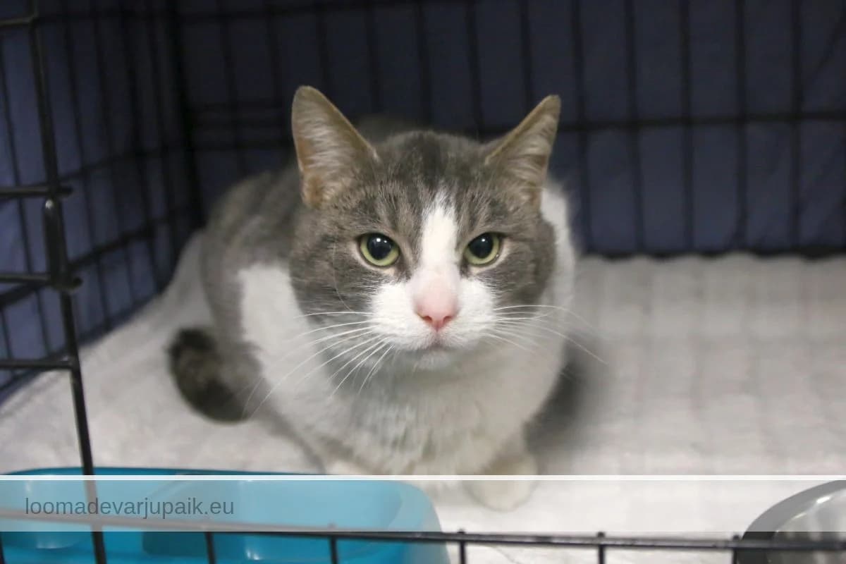 HÕBELEEN, female mixed breed for adoption at Tartu Varjupaik