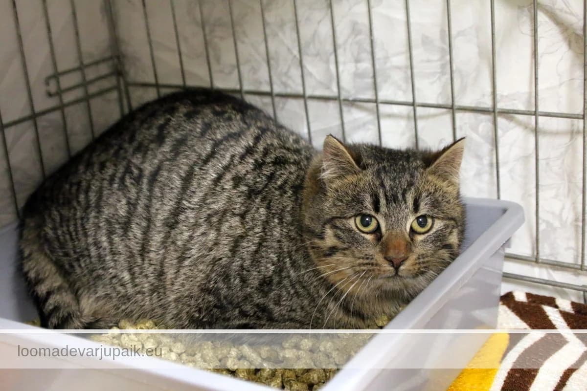 KUUBIK, male mixed breed for adoption at Tartu Varjupaik