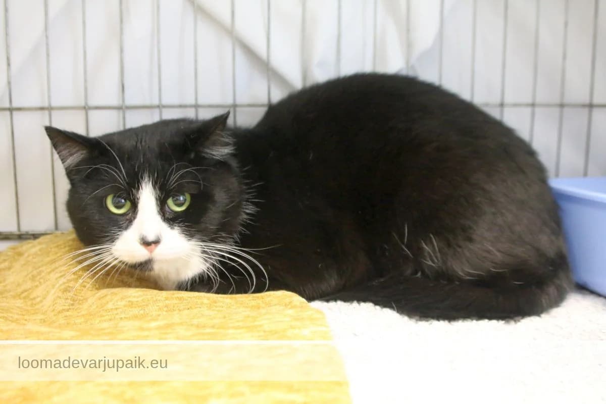 ELMAR, male mixed breed for adoption at Tartu Varjupaik