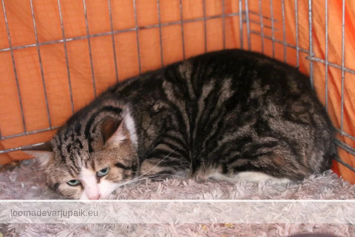 EIMAR, male mixed breed for adoption at Tartu Varjupaik