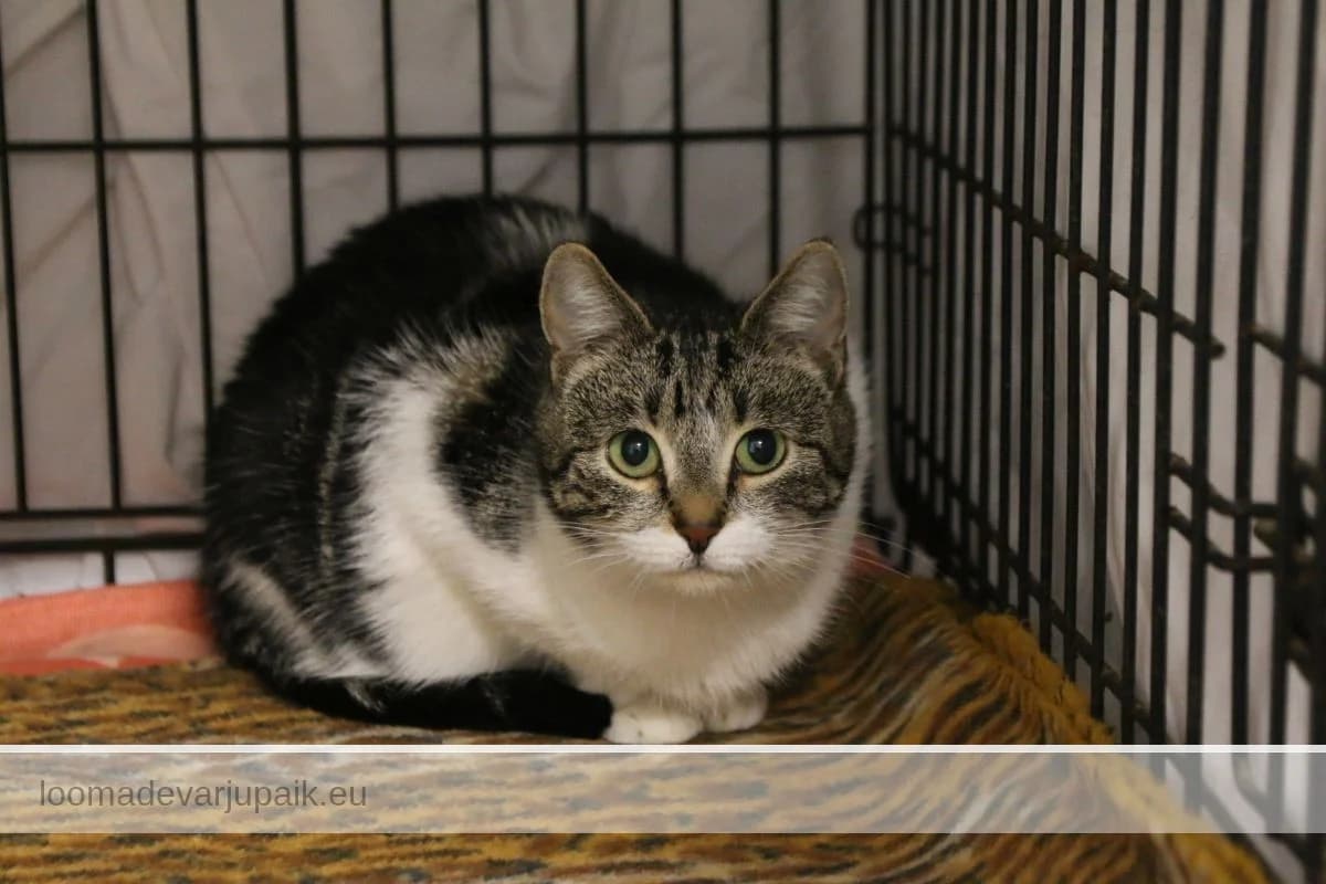 HELLIK, female mixed breed for adoption at Tartu Varjupaik