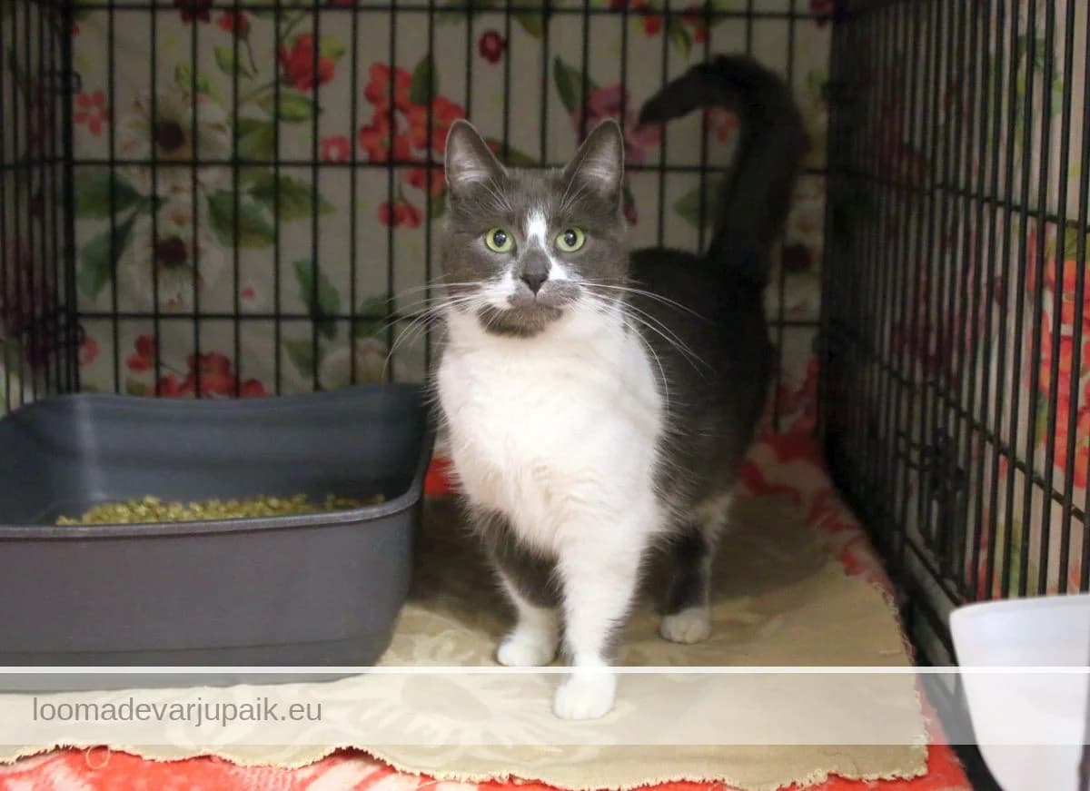 SIMBA, female mixed breed for adoption at Tartu Varjupaik