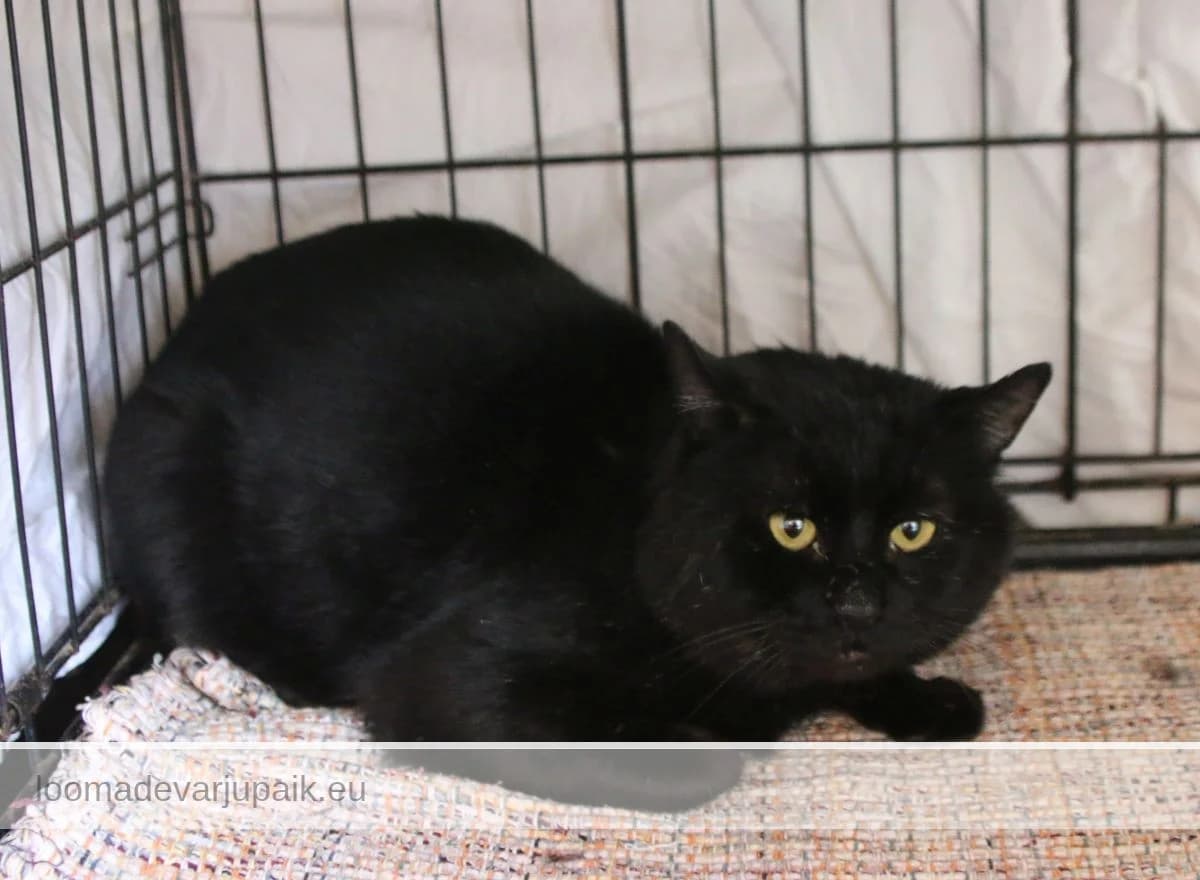 OTU, male mixed breed for adoption at Tartu Varjupaik