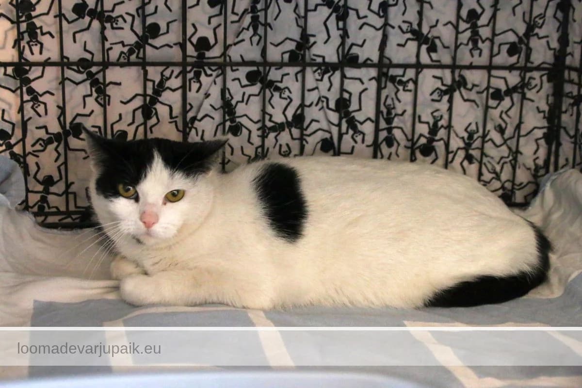 HIIREPÜÜDJA, female mixed breed for adoption at Tartu Varjupaik