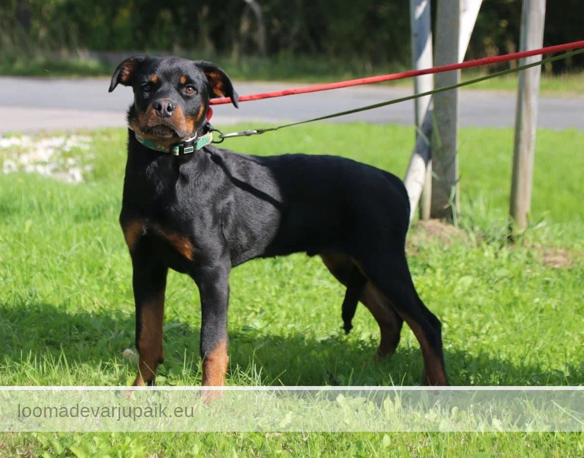 AFGAN, Siledakarvaline must pruunide märgistega male puppy mixed breed for adoption at Tartu Koduta Loomade Varjupaik, Tartu Varjupaik