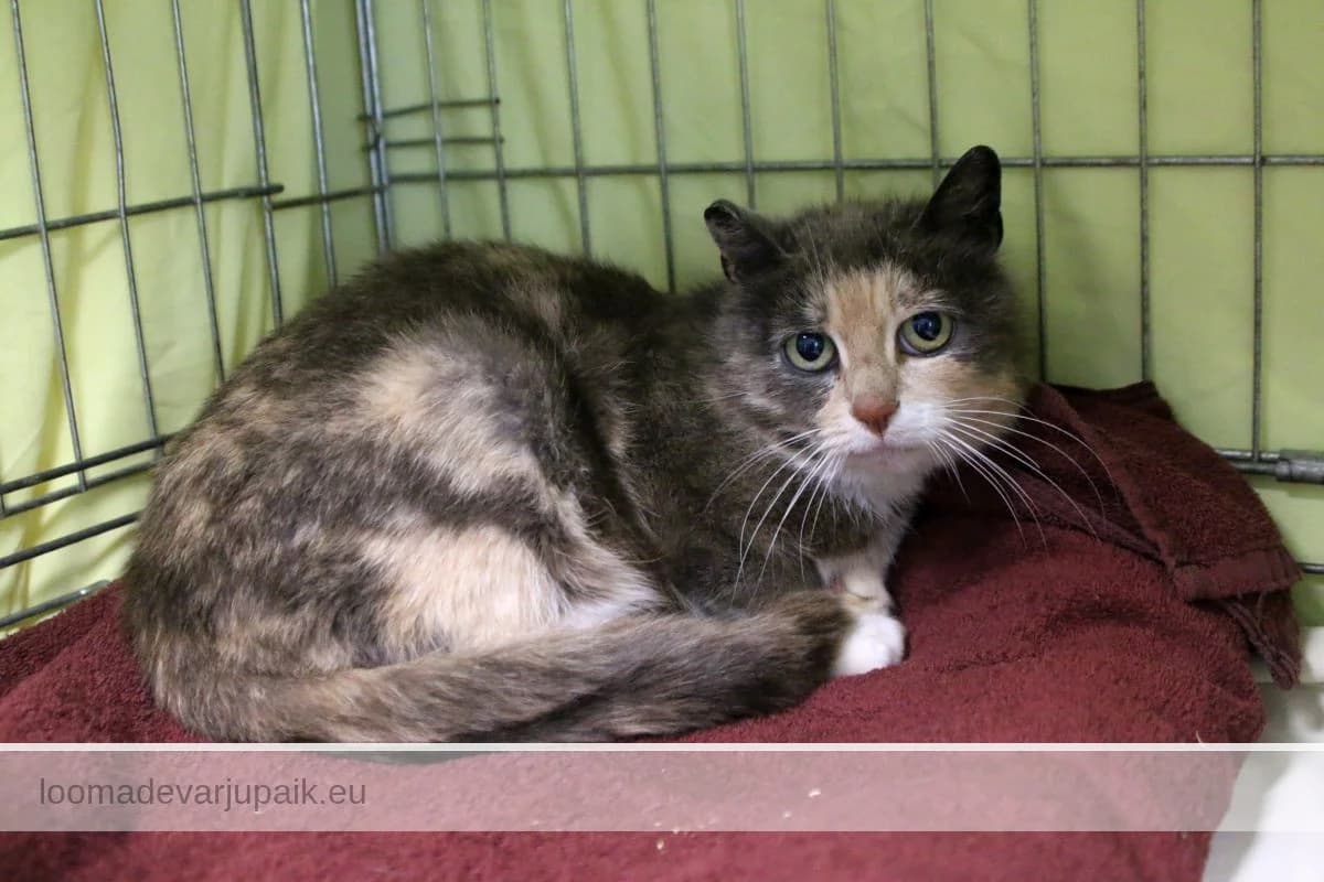 ANE, Lühikarvaline 3-värviline female 4yo mixed breed for adoption at Tartu Koduta Loomade Varjupaik, Tartu Varjupaik