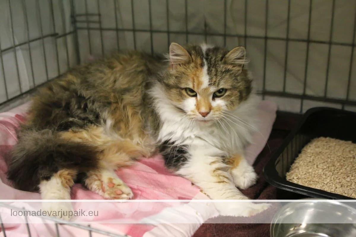 EMILIE, Pikakarvaline 3-värviline triibik female 4yo mixed breed for adoption at Tartu Koduta Loomade Varjupaik, Tartu Varjupaik
