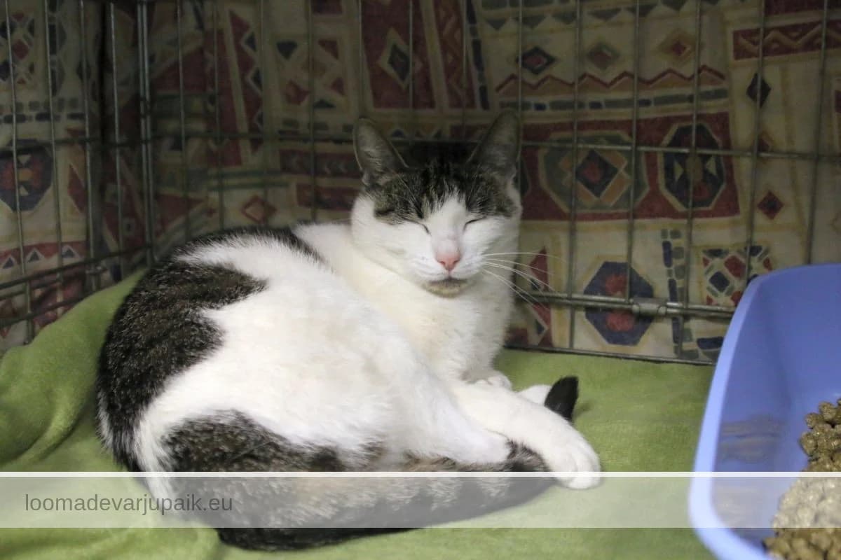 ESKEL, Lühikarvaline valge triibuliste laikudega female 6yo mixed breed for adoption at Tartu Koduta Loomade Varjupaik, Tartu Varjupaik