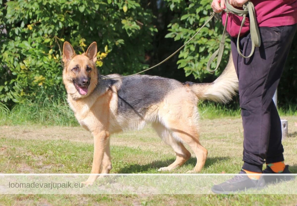 GERDA, Lühikarvaline mustaseljaline heleda piirdega female 3yo mixed breed for adoption at Tartu Koduta Loomade Varjupaik, Tartu Varjupaik