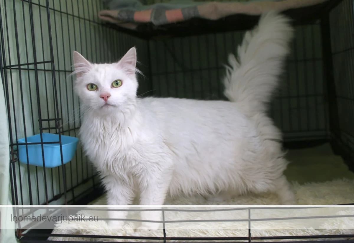 GRATIANUS, Pikakarvaline valge male 6yo mixed breed for adoption at Tartu Koduta Loomade Varjupaik, Tartu Varjupaik