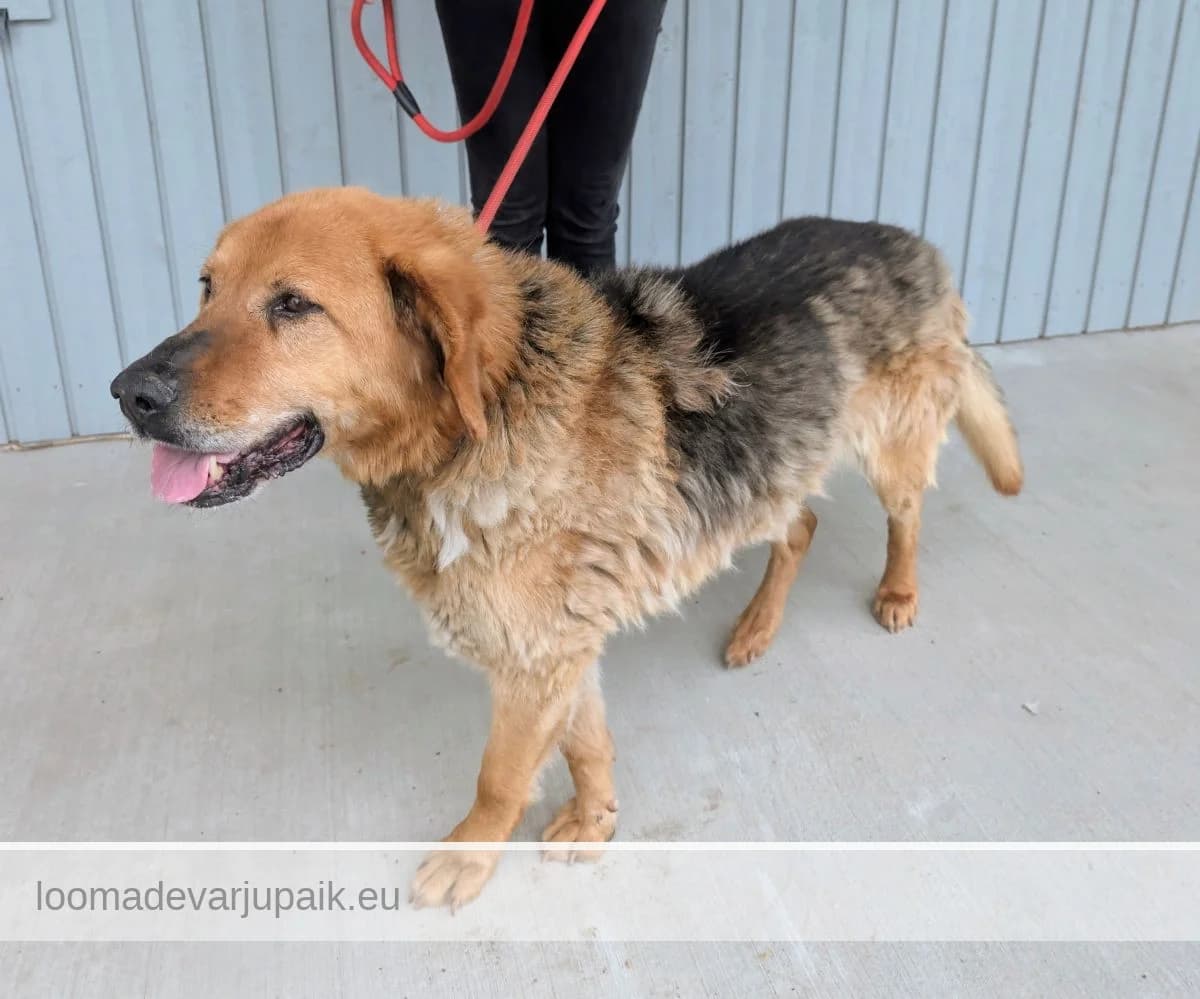 HARRI, Lühikarvaline mustaseljaline pruuni piirdega male mixed breed for adoption at Tartu Koduta Loomade Varjupaik, Tartu Varjupaik