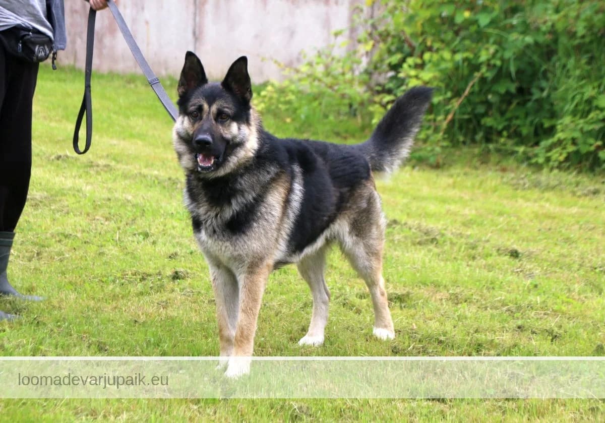 KAWA, Lühikarvaline mustaseljaline helepruuni piirdega male mixed breed for adoption at Tartu Koduta Loomade Varjupaik, Tartu Varjupaik