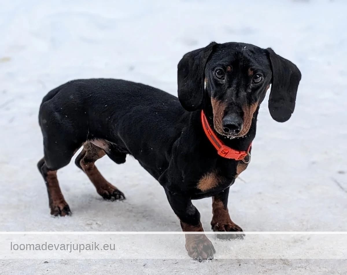 LÜNNO, Siledakarvaline must kõrbpiirdes male young mixed breed for adoption at Tartu Koduta Loomade Varjupaik, Tartu Varjupaik