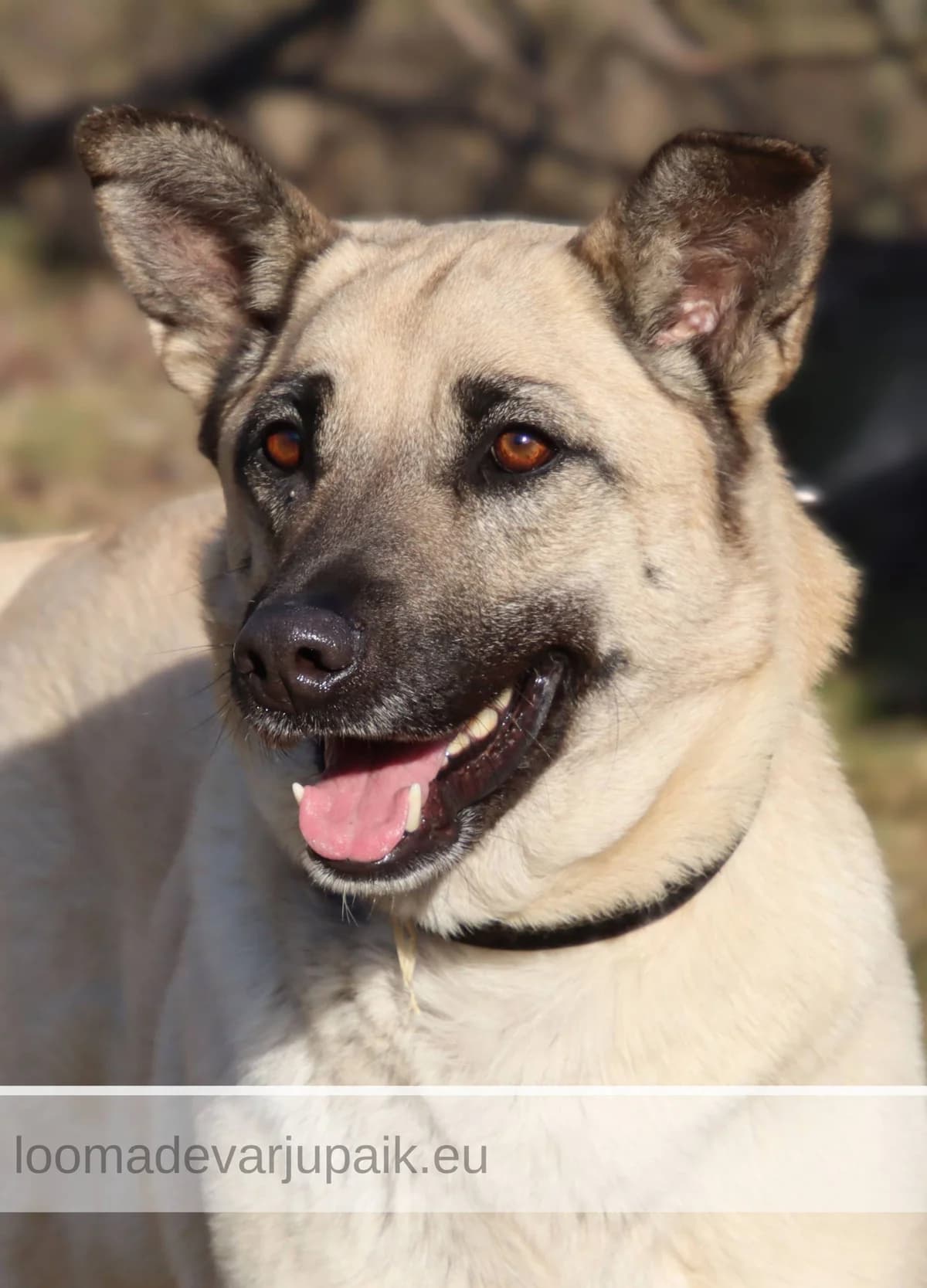 LESSU, Lühikarvaline beež musta maskiga female 3yo mixed breed for adoption at Tartu Koduta Loomade Varjupaik, Tartu Varjupaik