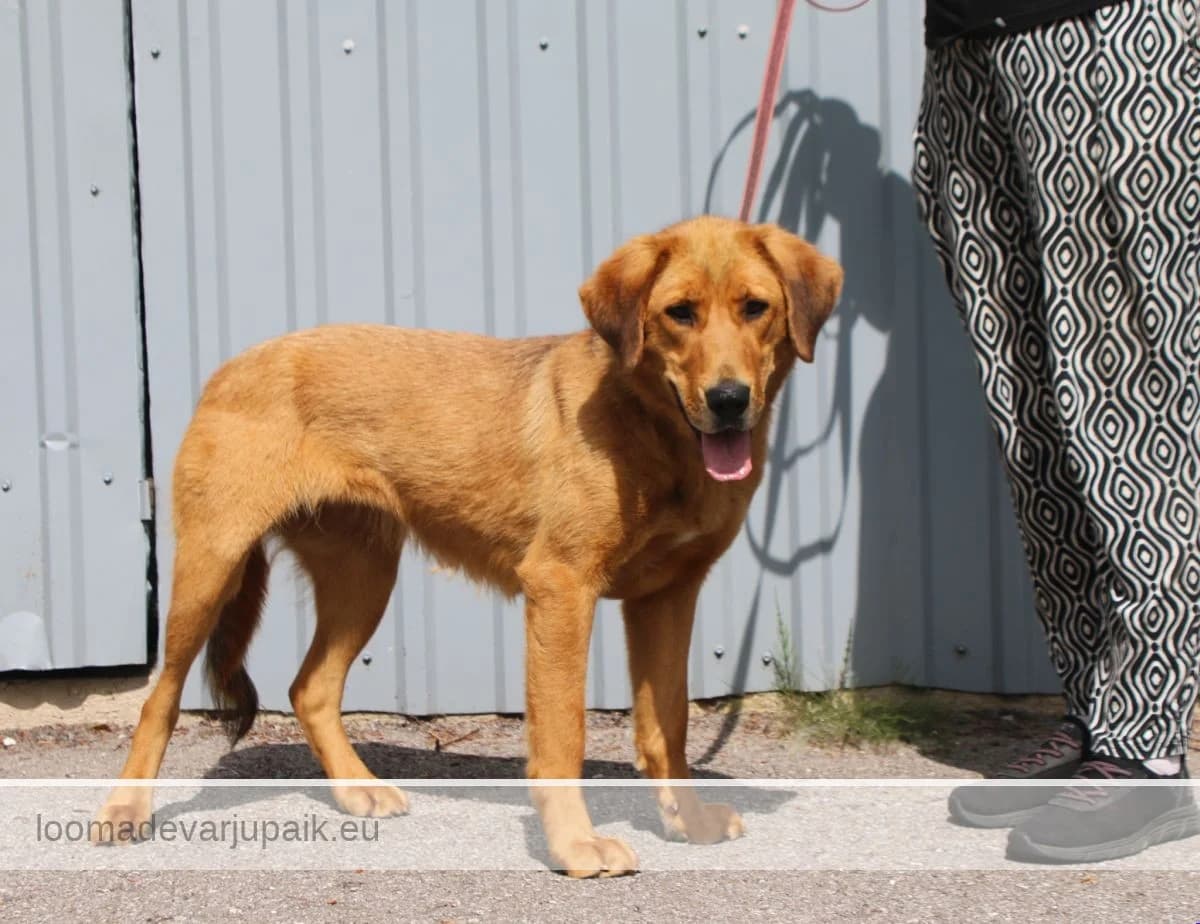 LETHE, Lühikarvaline punane female young Labrador Retriever for adoption at Tartu Koduta Loomade Varjupaik, Tartu Varjupaik