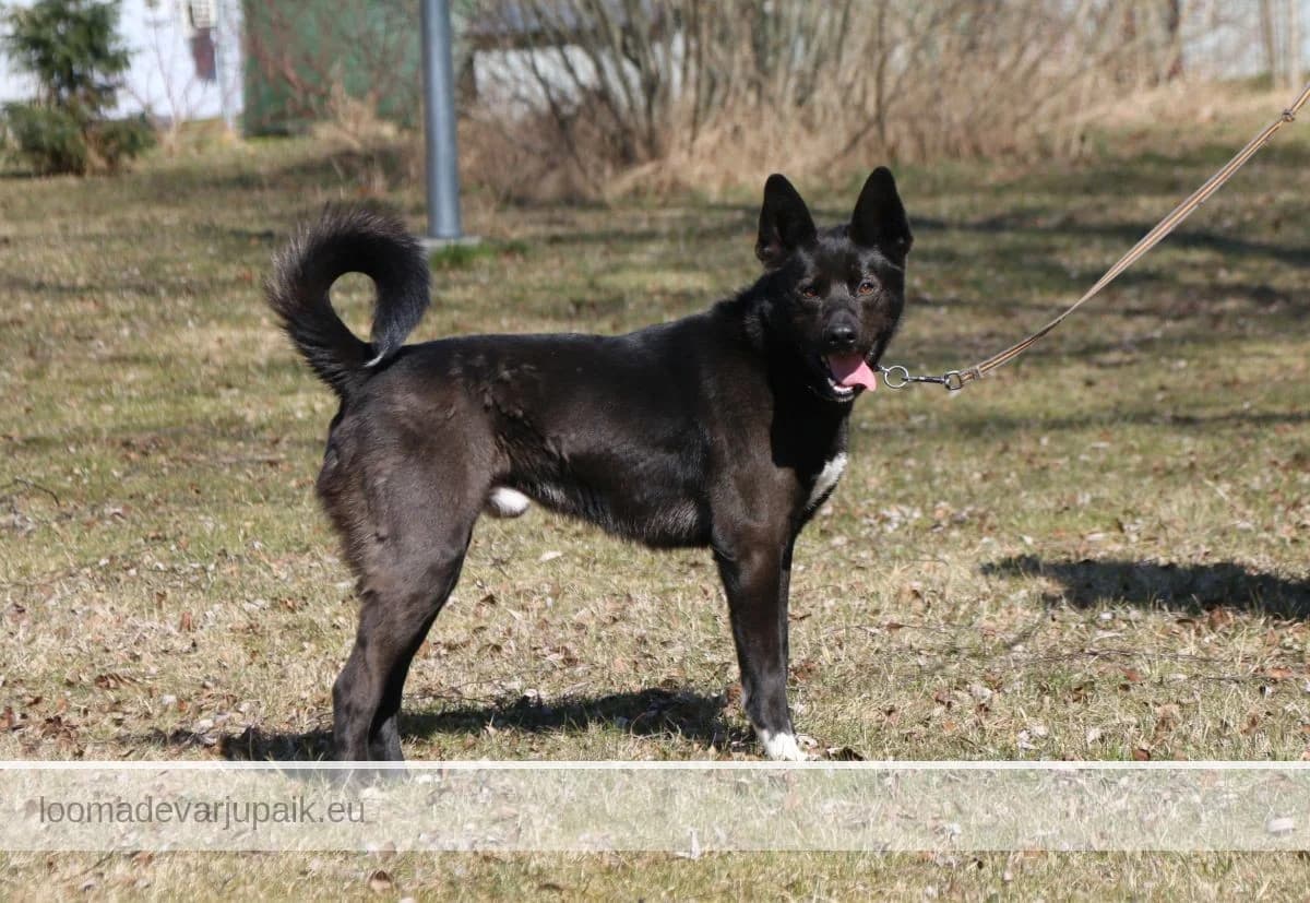 LORDI, Lühikarvaline must valgega male 5yo mixed breed for adoption at Tartu Koduta Loomade Varjupaik, Tartu Varjupaik