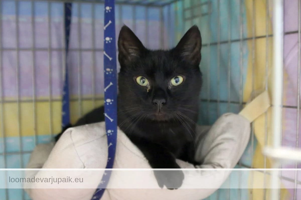 MÄRTEN, Lühikarvaline must male 3yo mixed breed for adoption at Tartu Koduta Loomade Varjupaik, Tartu Varjupaik